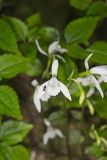 Three Bird Orchid, Triphora trianthophora