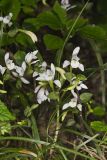 Three Bird Orchid, Triphora trianthophora