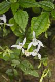 Three Bird Orchid, Triphora trianthophora