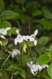 Three Bird Orchid, Triphora trianthophora