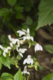 Three Bird Orchid, Triphora trianthophora
