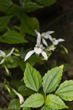 Three Bird Orchid, Triphora trianthophora
