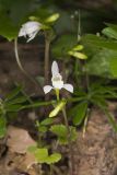 Three Bird Orchid, Triphora trianthophora