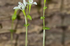 Three Bird Orchid, Triphora trianthophora