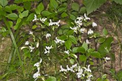 Three Bird Orchid, Triphora trianthophora