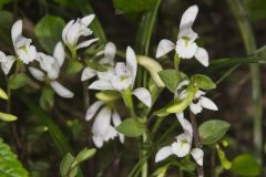 Three Bird Orchid, Triphora trianthophora