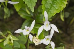 Three Bird Orchid, Triphora trianthophora