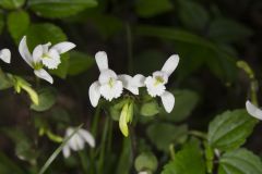 Three Bird Orchid, Triphora trianthophora