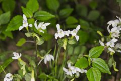 Three Bird Orchid, Triphora trianthophora