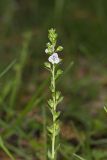 Thyme-leaved speedwell, Veronica serpyllifolia