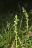 Thyme-leaved speedwell, Veronica serpyllifolia
