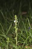 Thyme-leaved speedwell, Veronica serpyllifolia