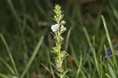 Thyme-leaved Speedwell