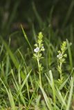 Thyme-leaved speedwell, Veronica serpyllifolia