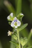 Thyme-leaved speedwell, Veronica serpyllifolia