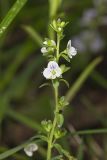 Thyme-leaved speedwell, Veronica serpyllifolia