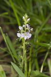 Thyme-leaved speedwell, Veronica serpyllifolia