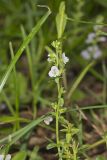 Thyme-leaved speedwell, Veronica serpyllifolia