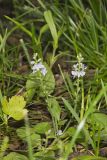 Thyme-leaved speedwell, Veronica serpyllifolia