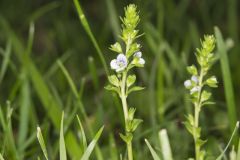 Thyme-leaved Speedwell, Veronica serpyllifolia