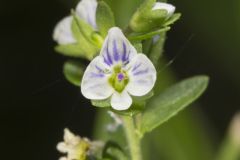 Thyme-leaved Speedwell, Veronica serpyllifolia