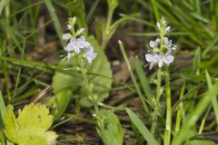 Thyme-leaved Speedwell, Veronica serpyllifolia