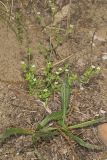 Thymeleaf sandwort, Arenaria serpyllifolia
