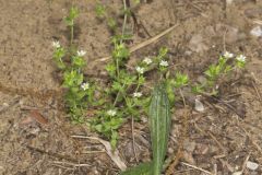 Thymeleaf sandwort, Arenaria serpyllifolia