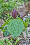 Toadshade Trillium, Trillium Sessile