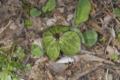 Toadshade Trillium, Trillium Sessile