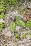 Toadshade Trillium, Trillium Sessile