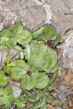 Toadshade Trillium, Trillium Sessile
