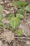 Toadshade Trillium, Trillium Sessile