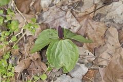 Toadshade Trillium, Trillium Sessile