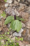 Toadshade Trillium, Trillium Sessile