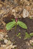 Toadshade Trillium, Trillium Sessile