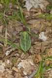 Toadshade Trillium, Trillium Sessile