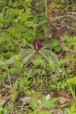 Toadshade Trillium, Trillium Sessile