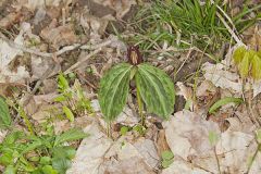 Toadshade Trillium, Trillium Sessile