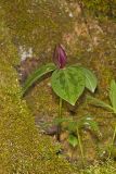 Toadshade Trillium, Trillium Sessile