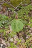 Toadshade Trillium, Trillium Sessile