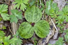 Toadshade Trillium, Trillium Sessile