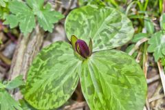 Toadshade Trillium, Trillium Sessile