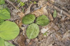 Toadshade Trillium, Trillium Sessile