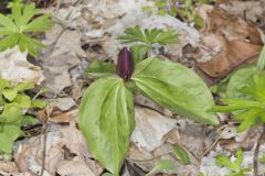Toadshade Trillium, Trillium Sessile