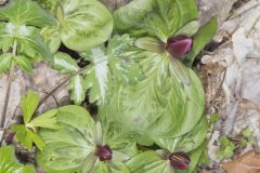 Toadshade Trillium, Trillium Sessile