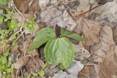 Toadshade Trillium, Trillium Sessile