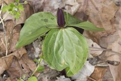 Toadshade Trillium, Trillium Sessile