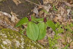Toadshade Trillium, Trillium Sessile