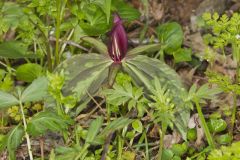 Toadshade Trillium, Trillium Sessile